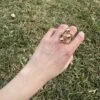 Anillo Berlín
